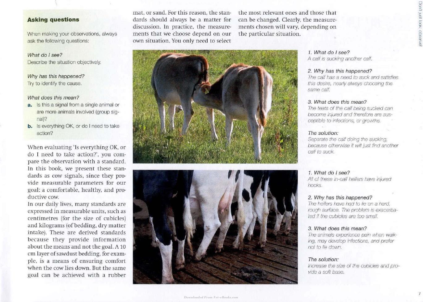 Cow Signals A Practical Guide For Dairy Farm Management