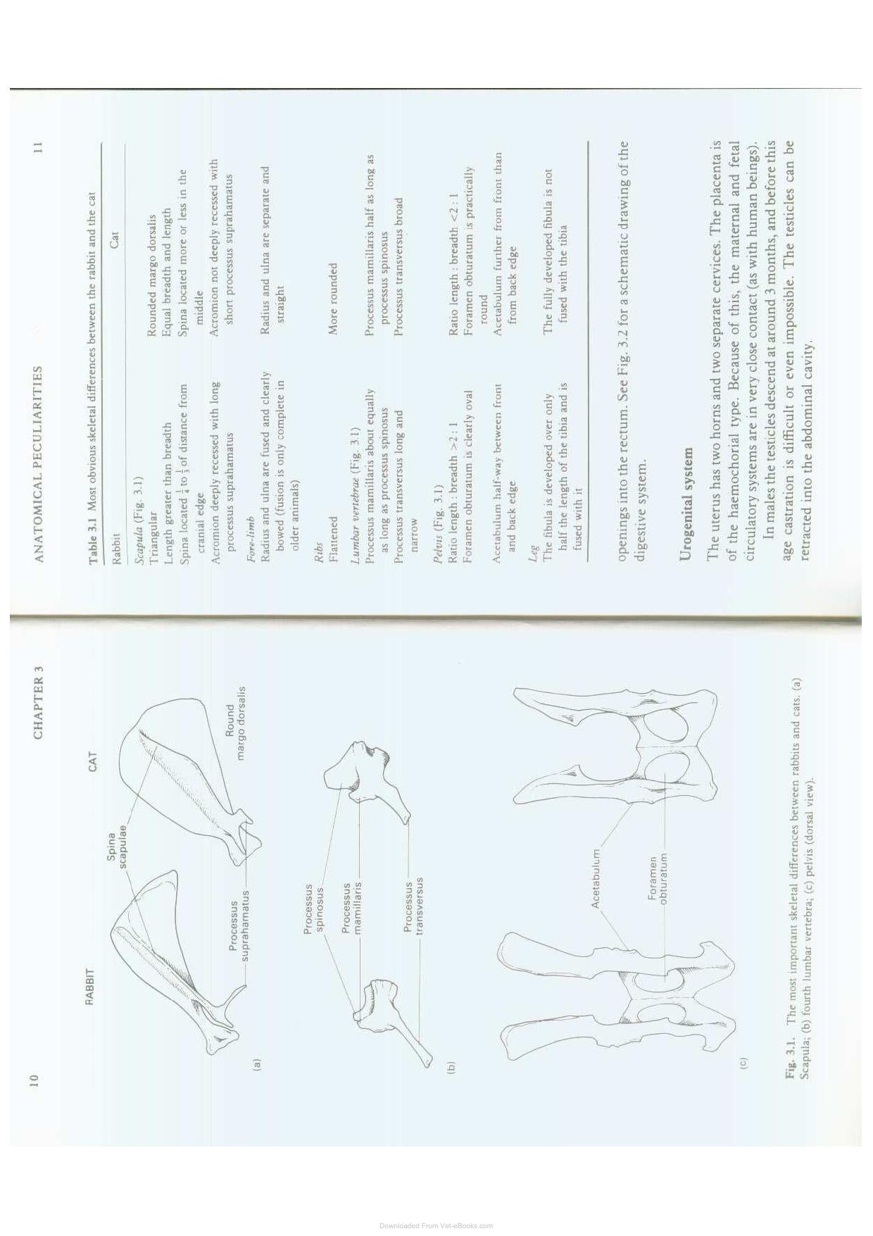 Diseases Of Domestic Rabbits