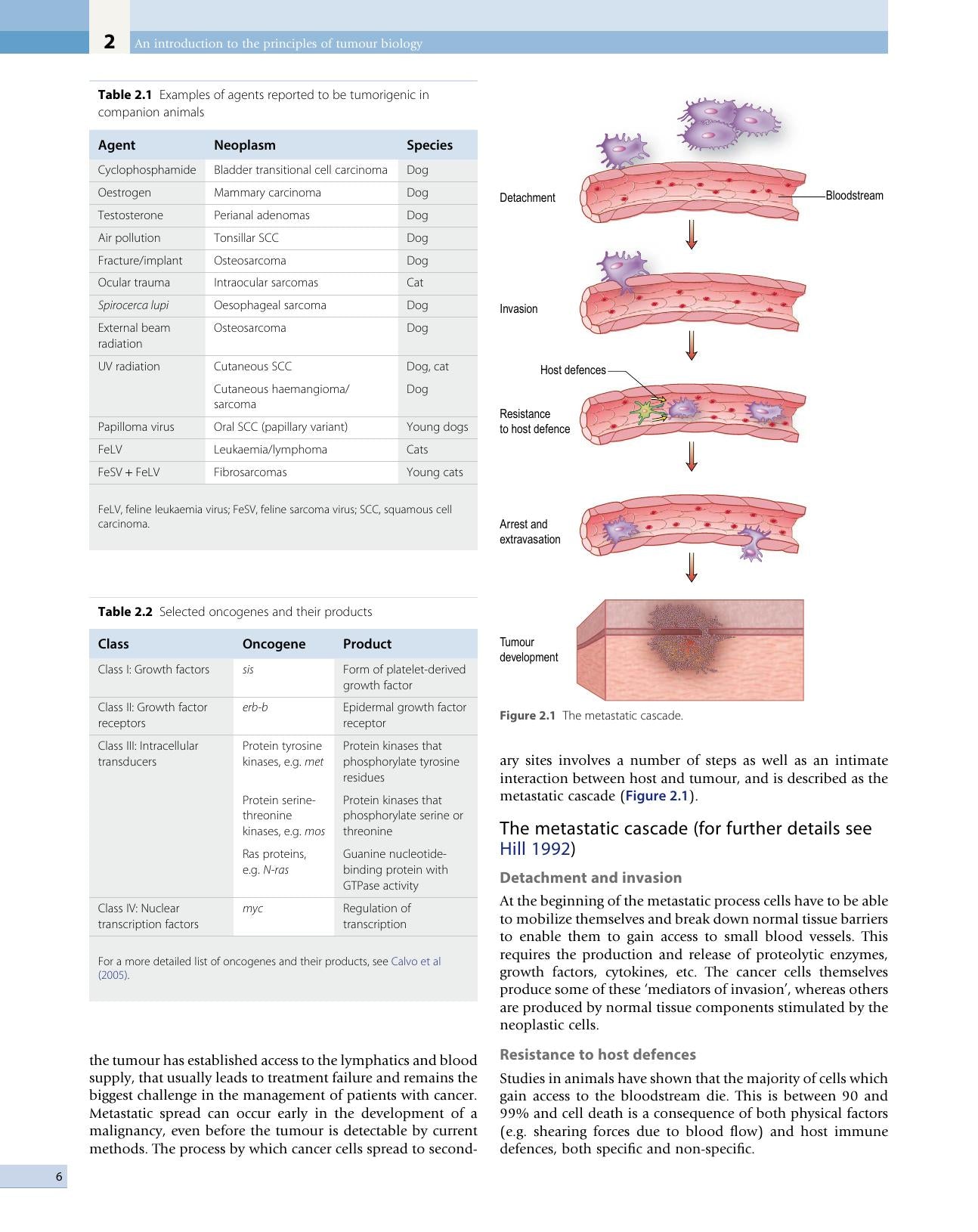 Small Animal Oncology