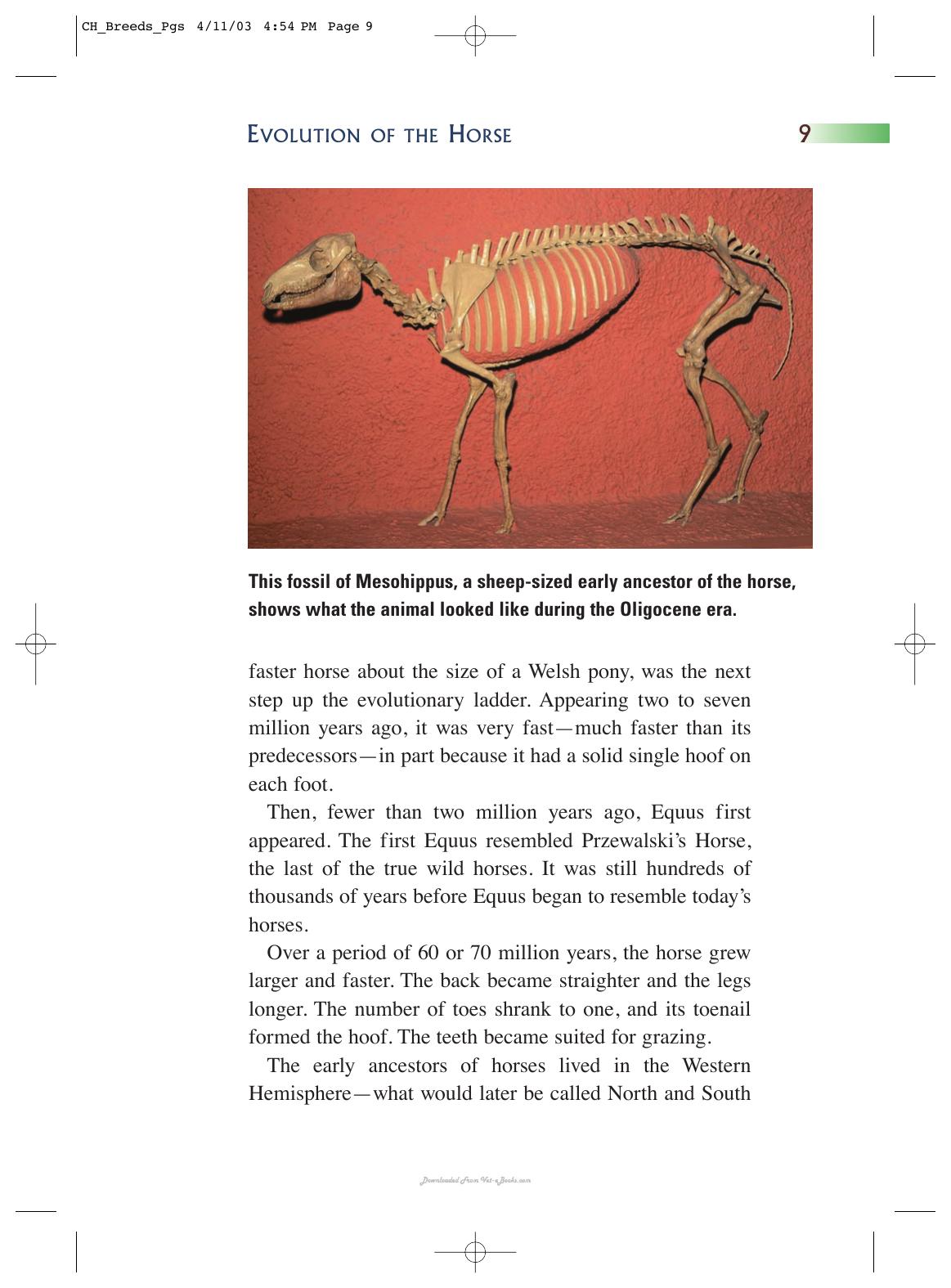 Horse Breeds Of The World