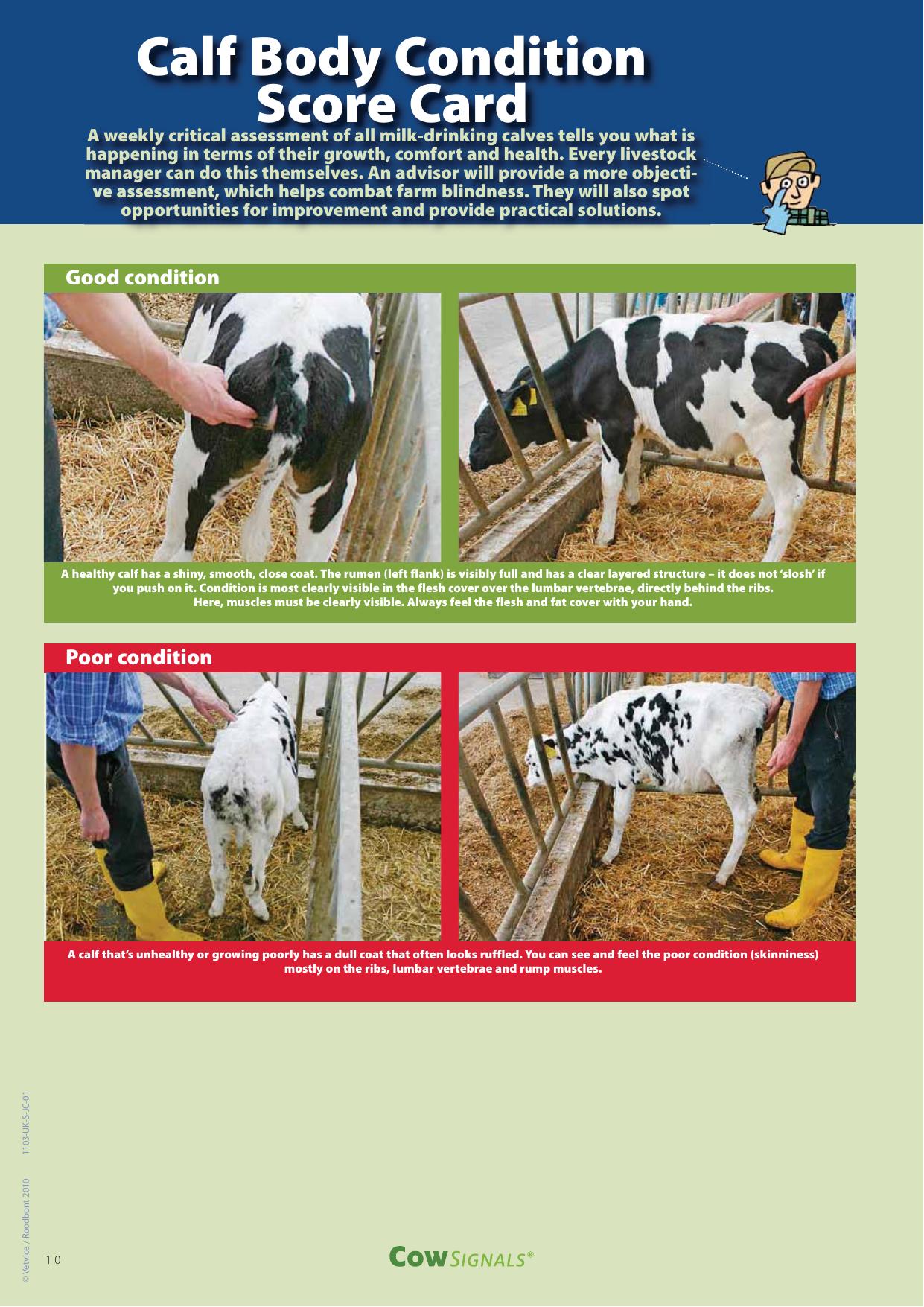 Cow Signals Checkbook Working On Health Production And Welfare