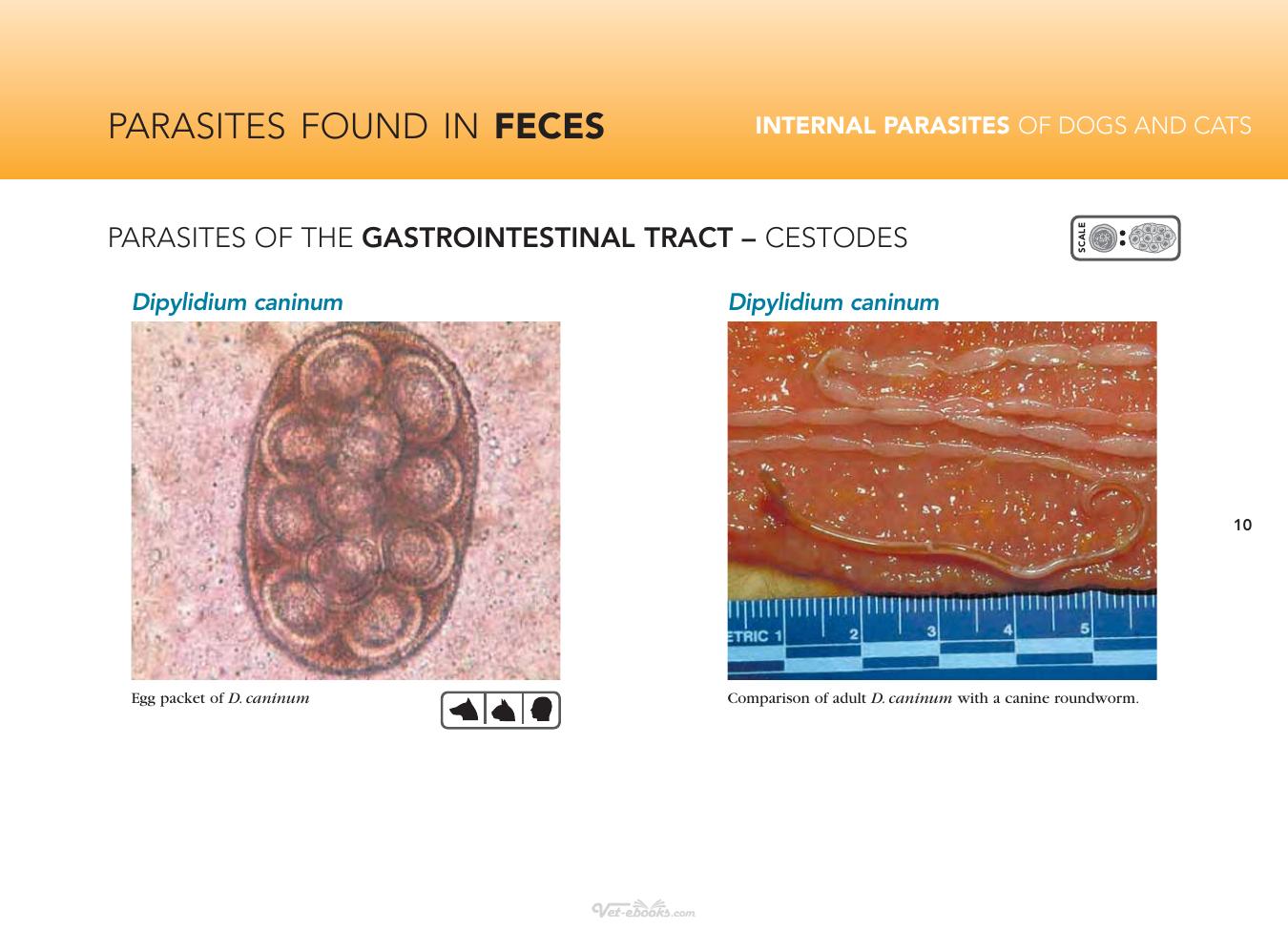 Internal Parasites Of Dogs And Cats Diagnostic Manual