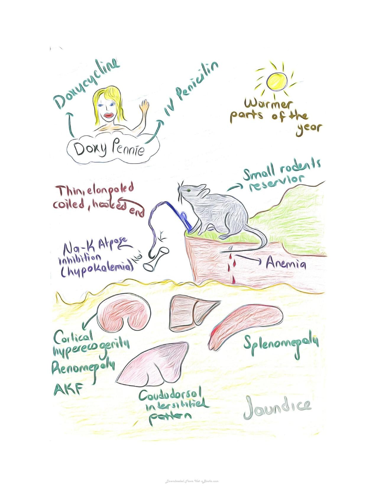 Small Animal Infectious Diseases Mnemonic Cartoons
