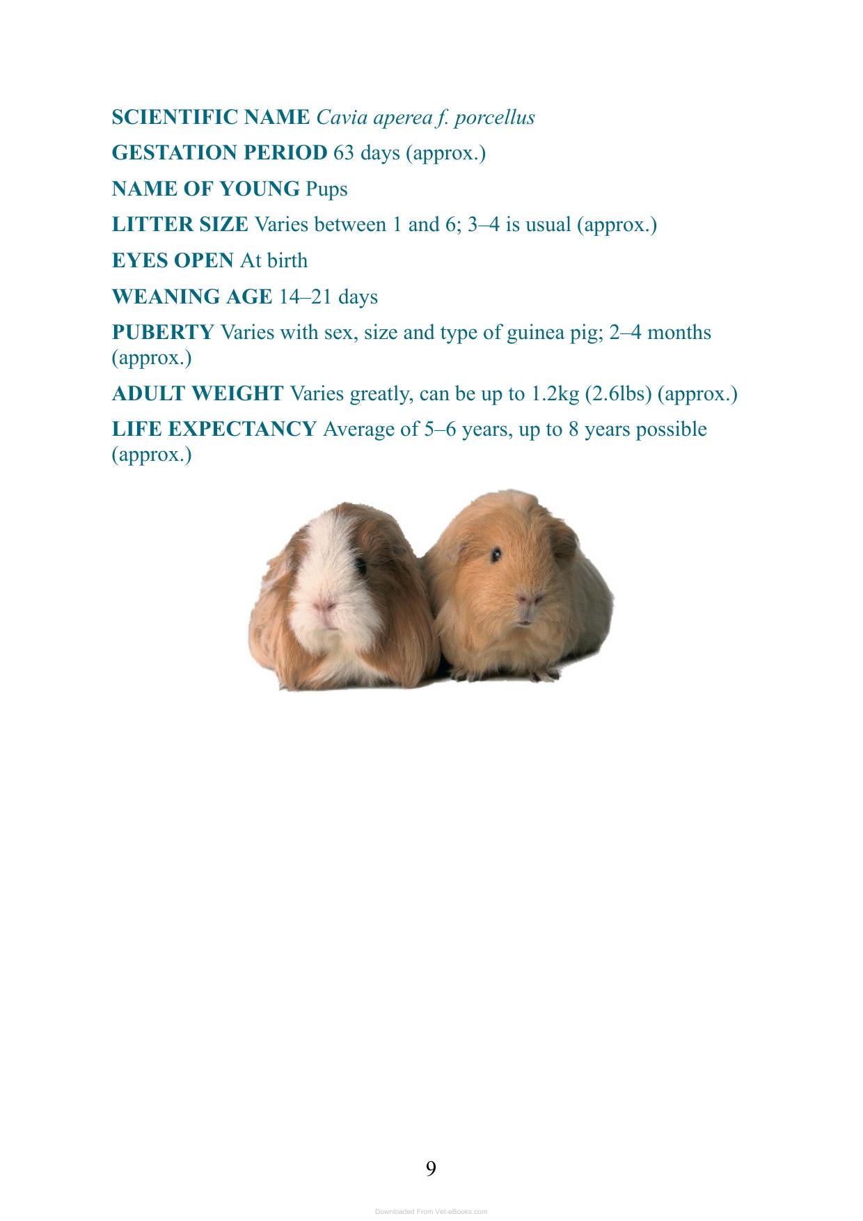 Care For Your Guinea Pigs