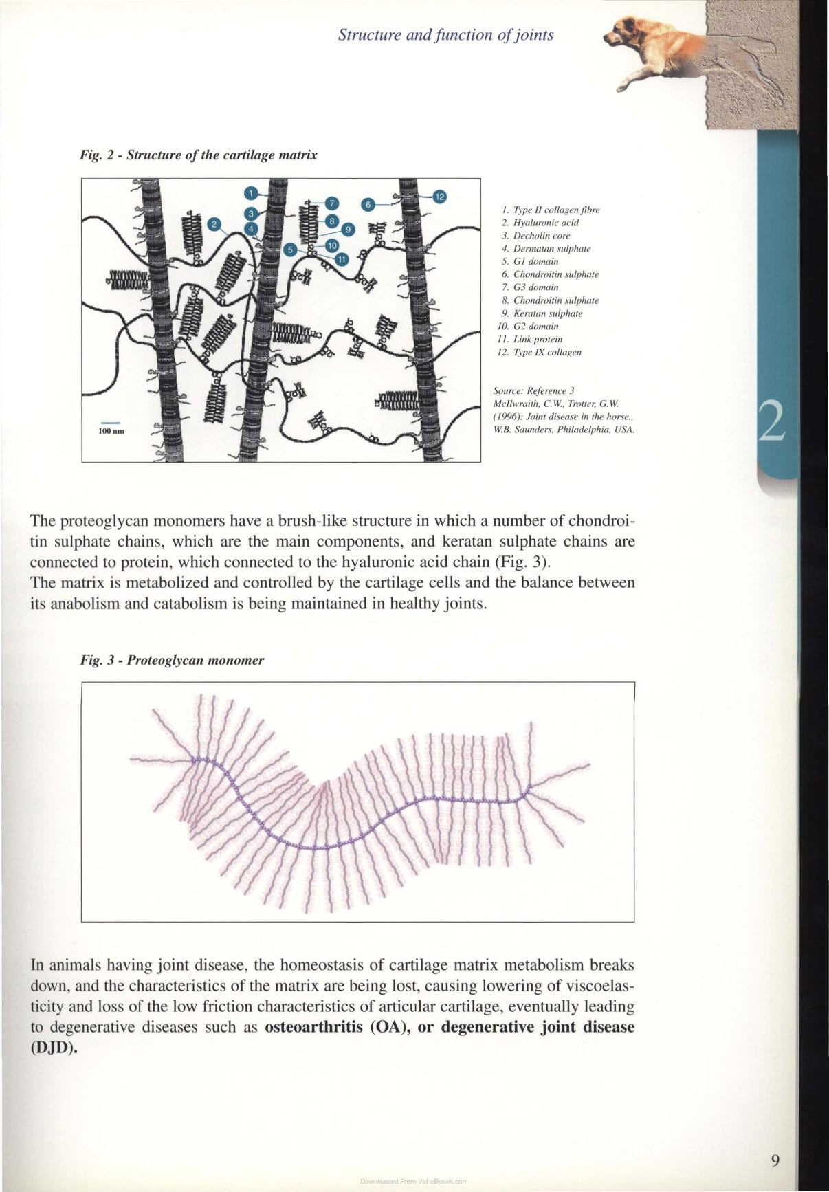 Diagnosis And Treatment Of Joint Disease Of Small Animals