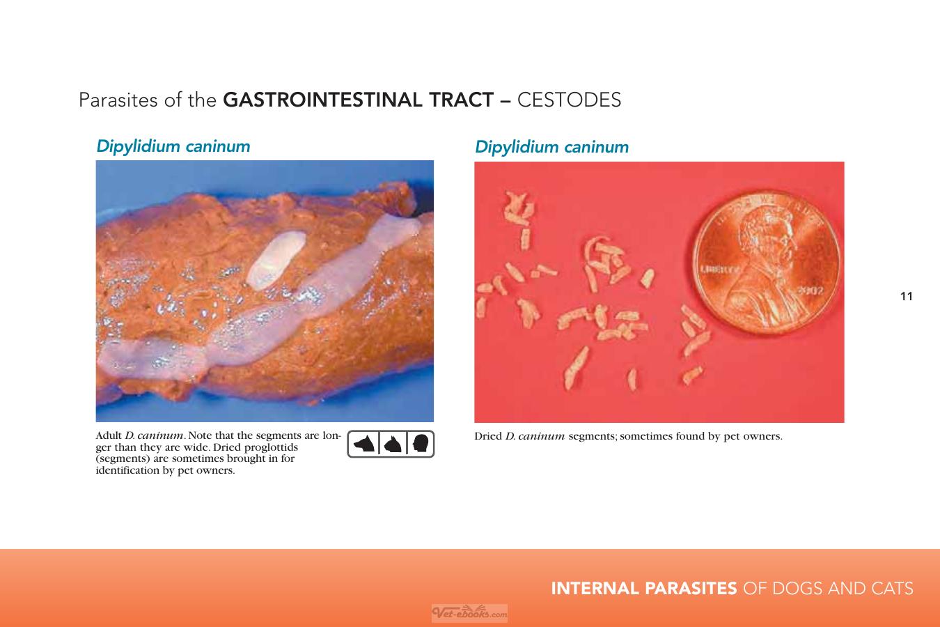 Internal Parasites Of Dogs And Cats Diagnostic Manual