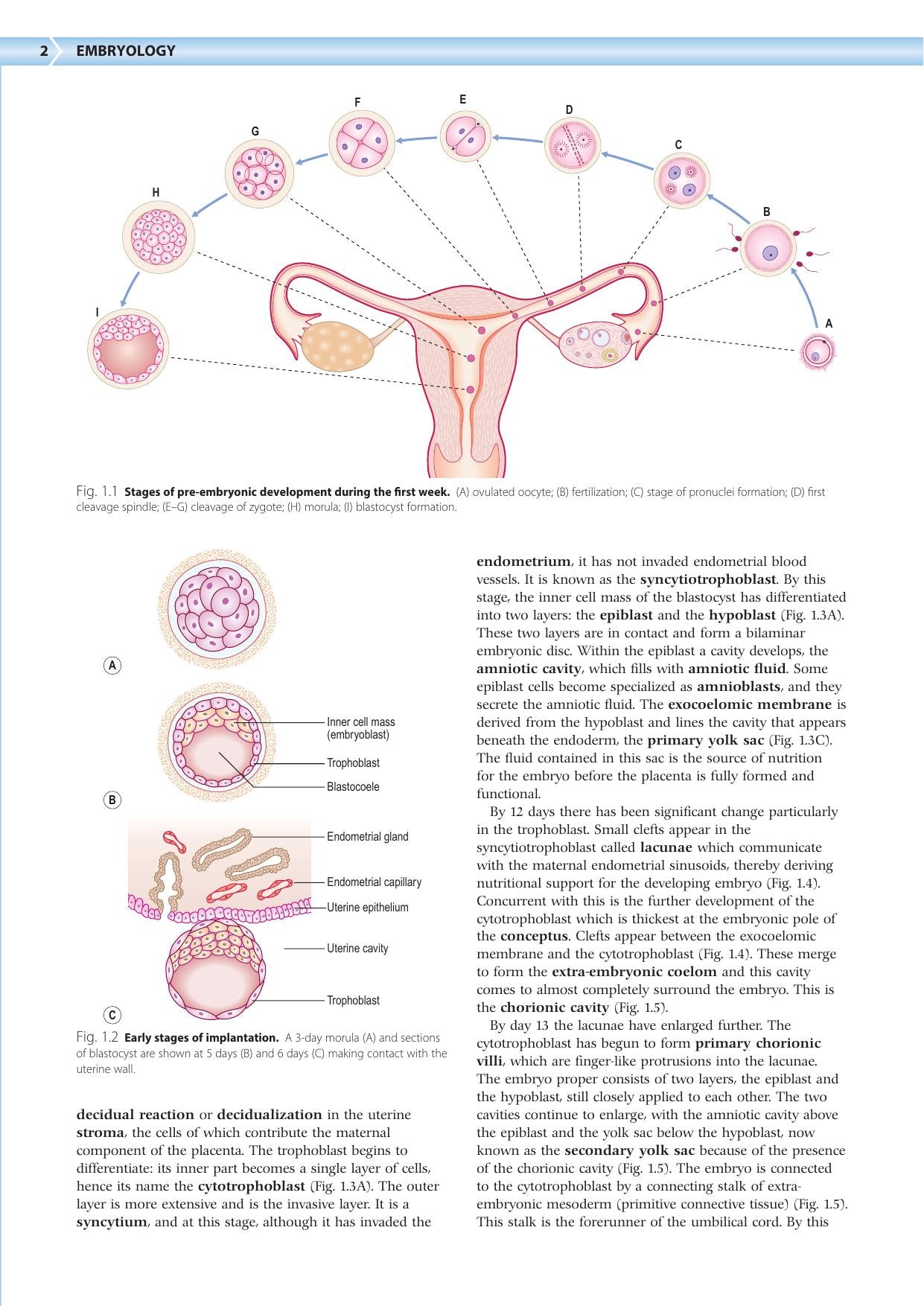 Embryology An Illustrated Colour Text 2Nd Edition