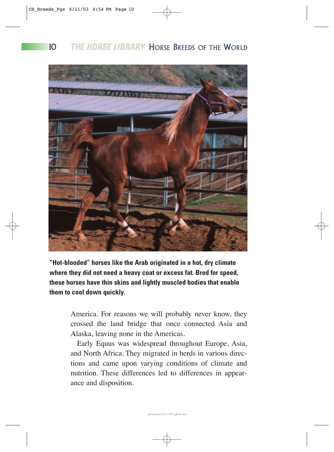 Horse Breeds Of The World
