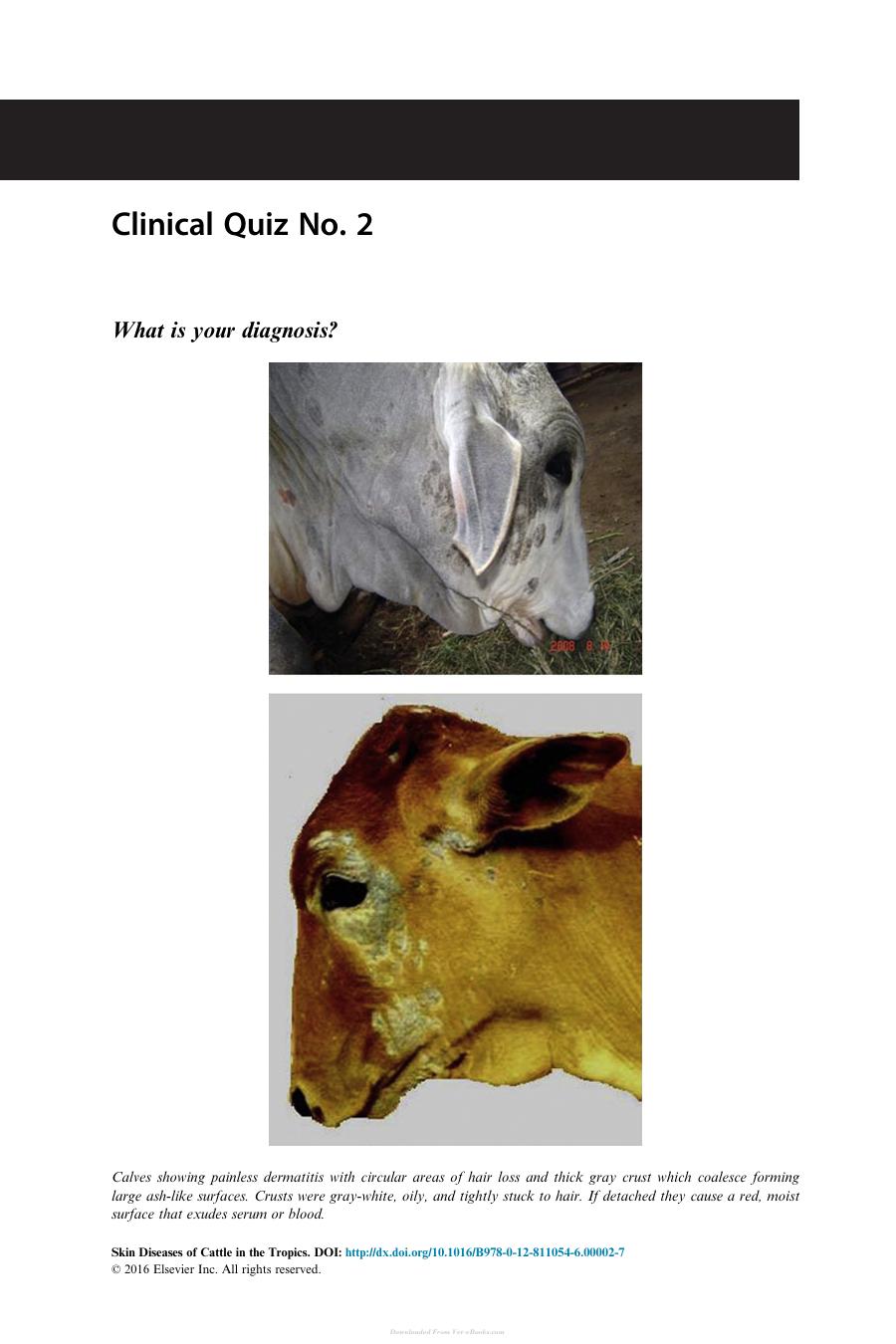 Skin Diseases Of Cattle In The Tropics A Guide To Diagnosis And Treatment