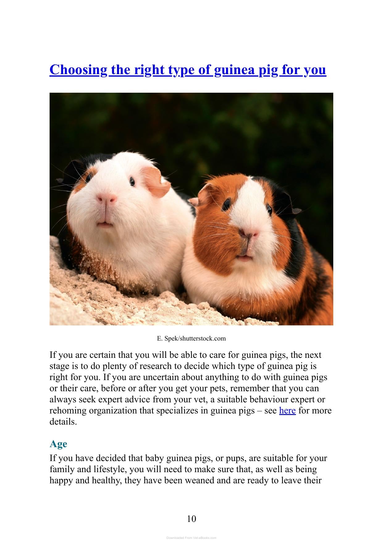 Care For Your Guinea Pigs