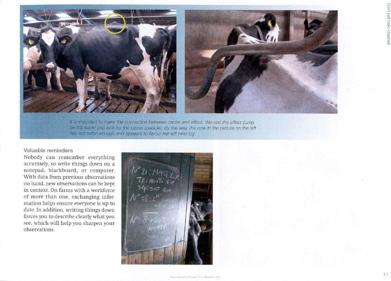 Cow Signals A Practical Guide For Dairy Farm Management