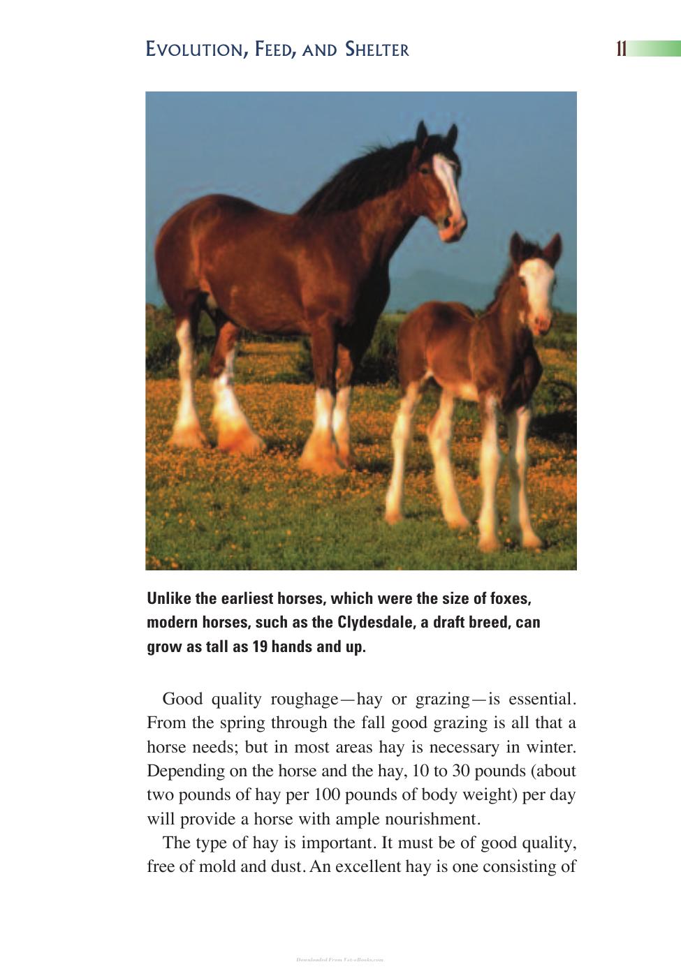Horse Health And Care