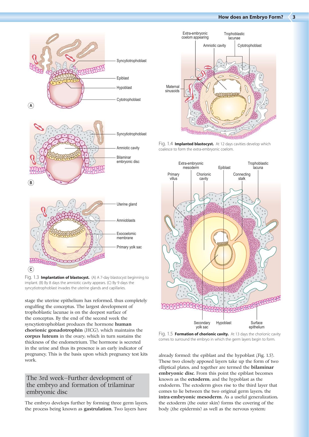 Embryology An Illustrated Colour Text 2Nd Edition