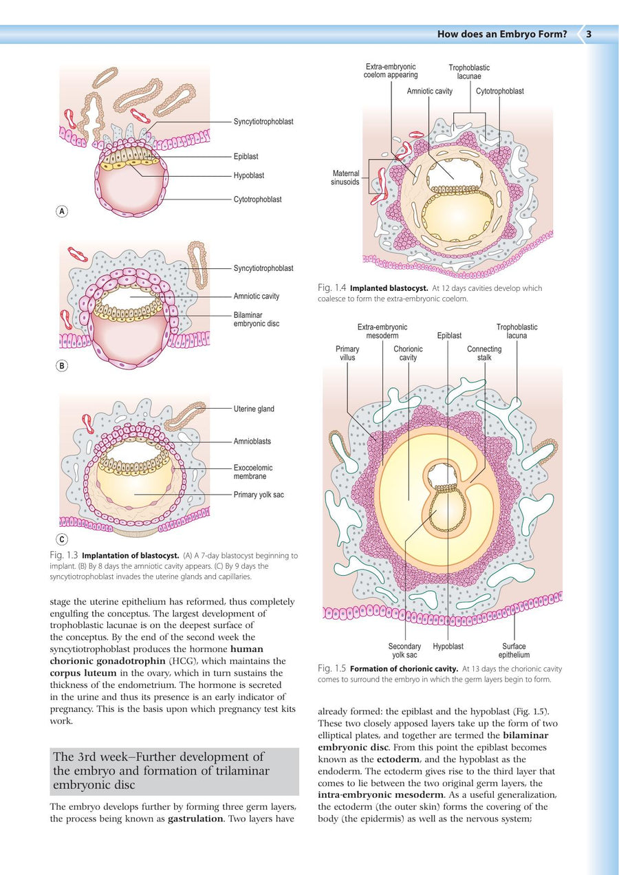 Preview page of Embryology an Illustrated Colour Text 2nd Edition