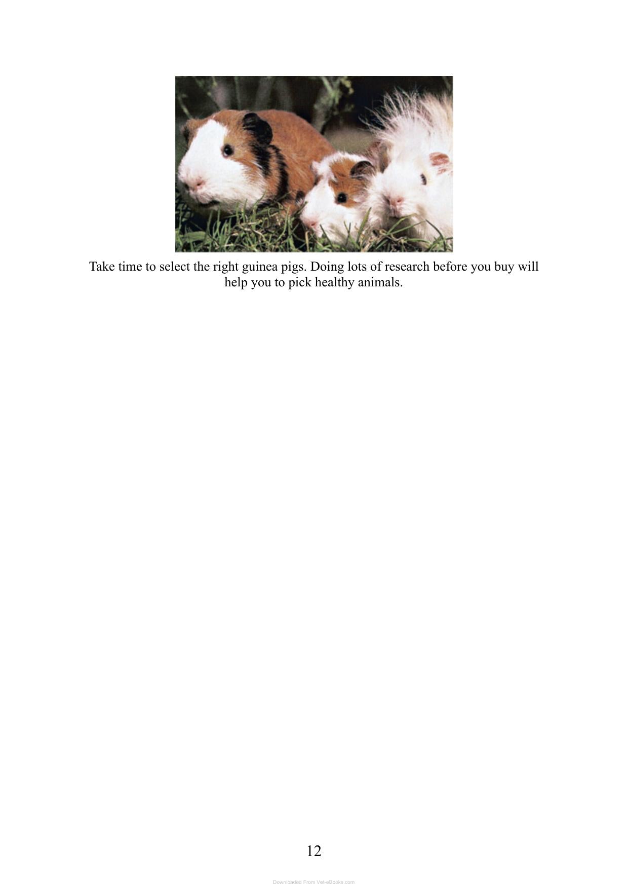Care For Your Guinea Pigs