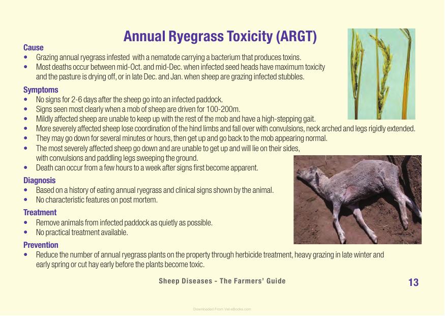 Sheep Diseases The Farmers Guide