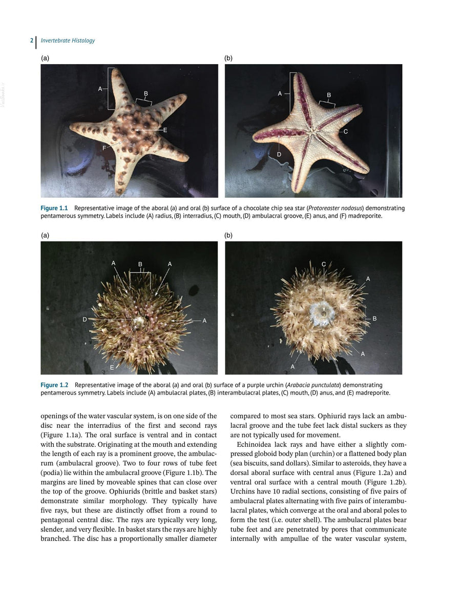 Preview page of Invertebrate Histology