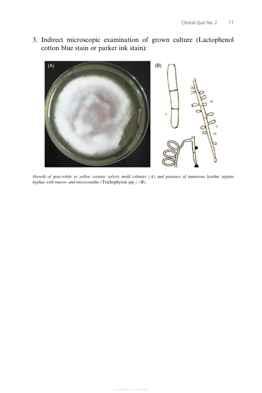 Skin Diseases Of Cattle In The Tropics A Guide To Diagnosis And Treatment