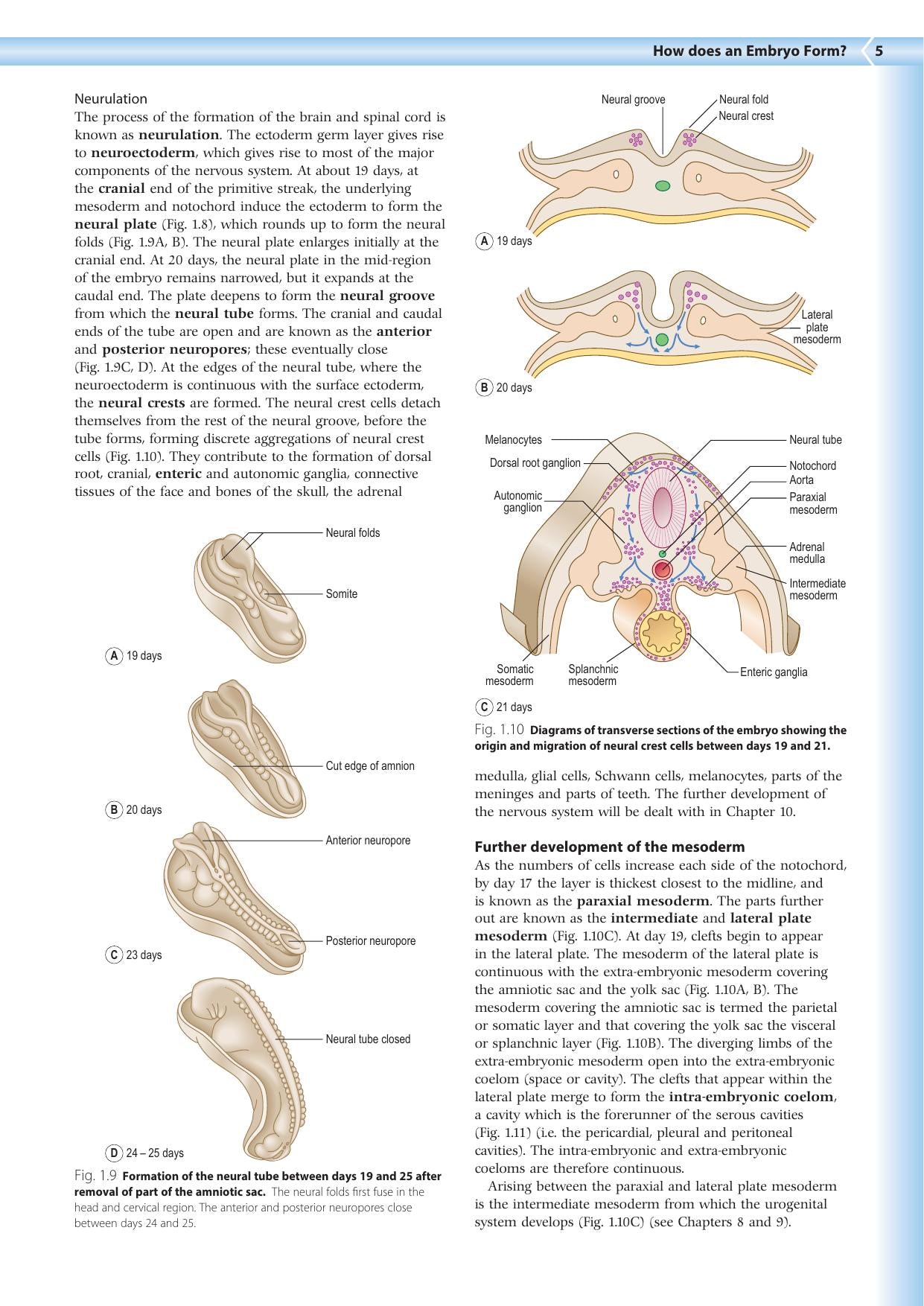 Embryology An Illustrated Colour Text 2Nd Edition