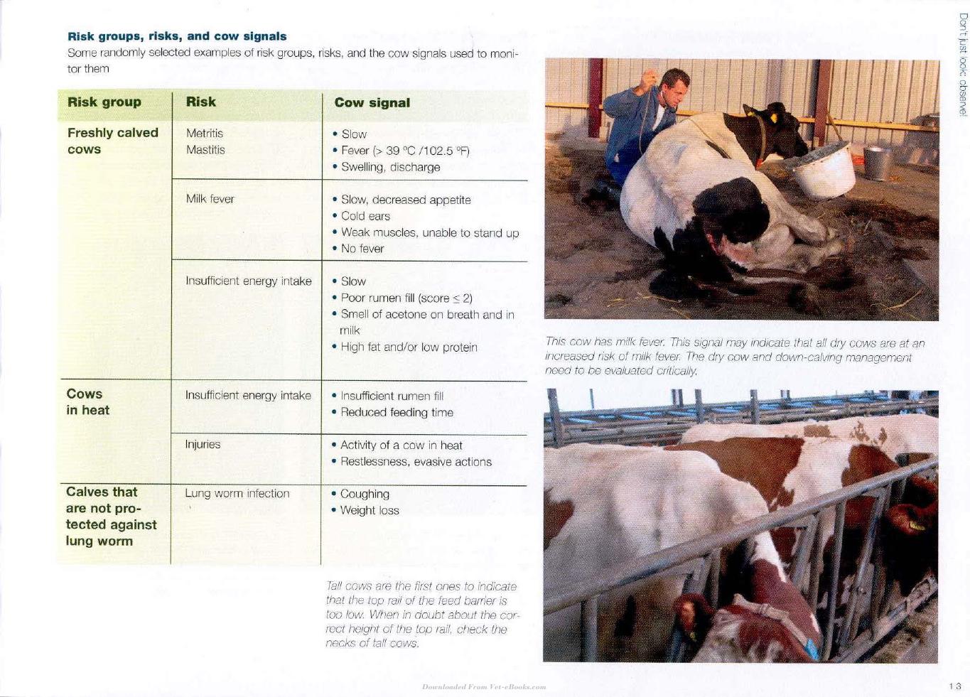 Cow Signals A Practical Guide For Dairy Farm Management
