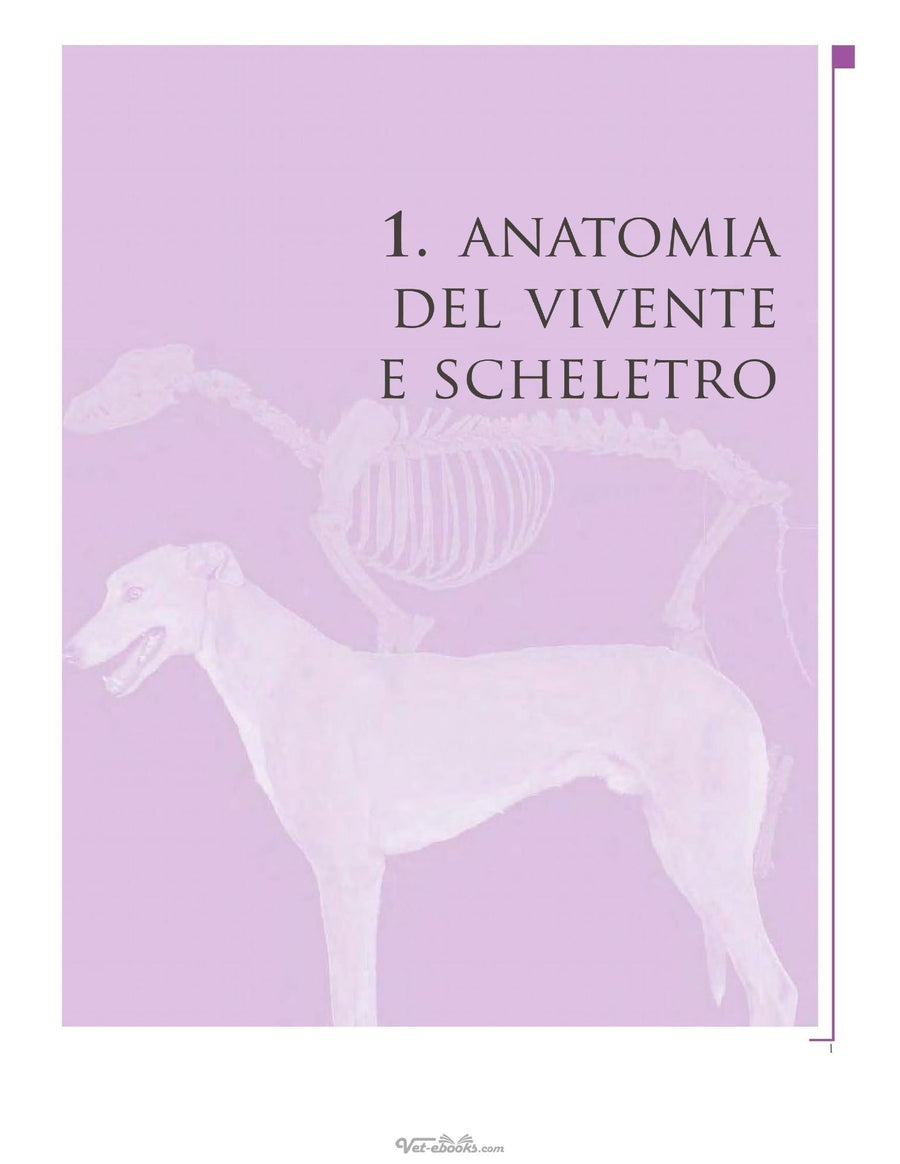Preview page of Atlante Di Anatomia Del Cane E Del Gatto