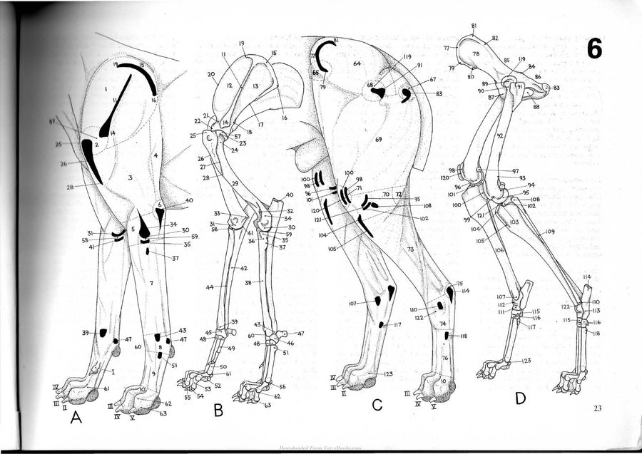 Preview page of Dog Anatomy a Pictorial Approach to Canine Structure