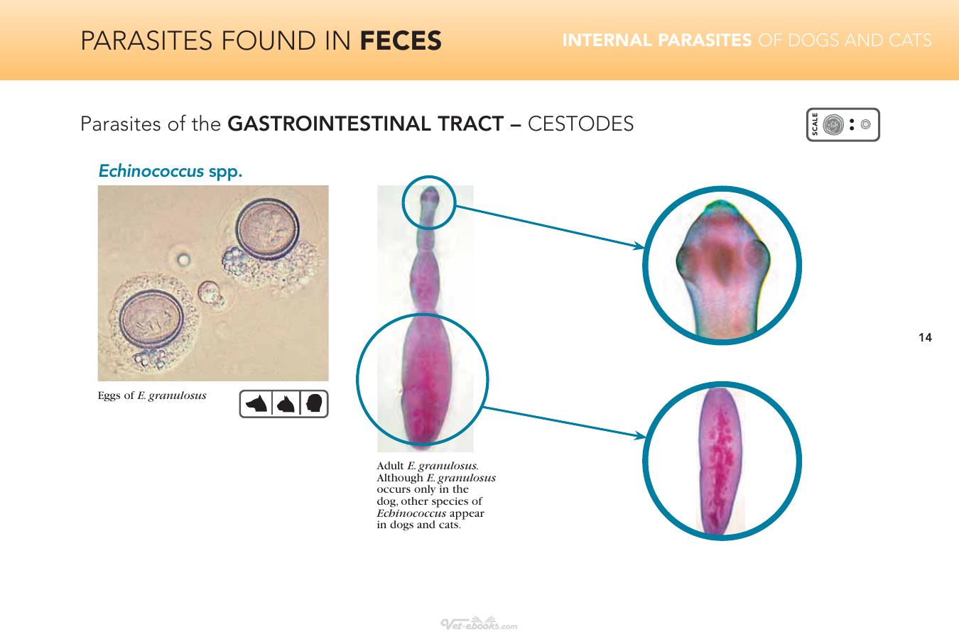 Internal Parasites Of Dogs And Cats Diagnostic Manual
