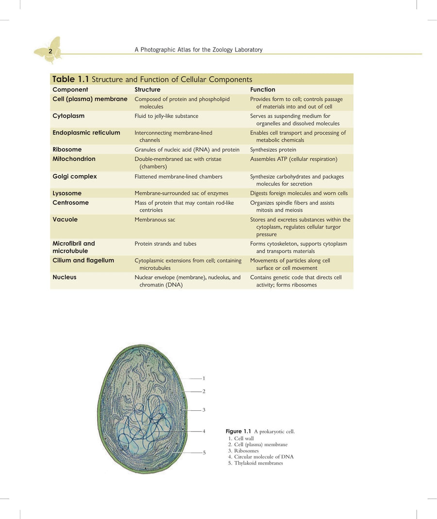 Preview page of A Photographic Atlas for the Zoology Laboratory 6th Edition