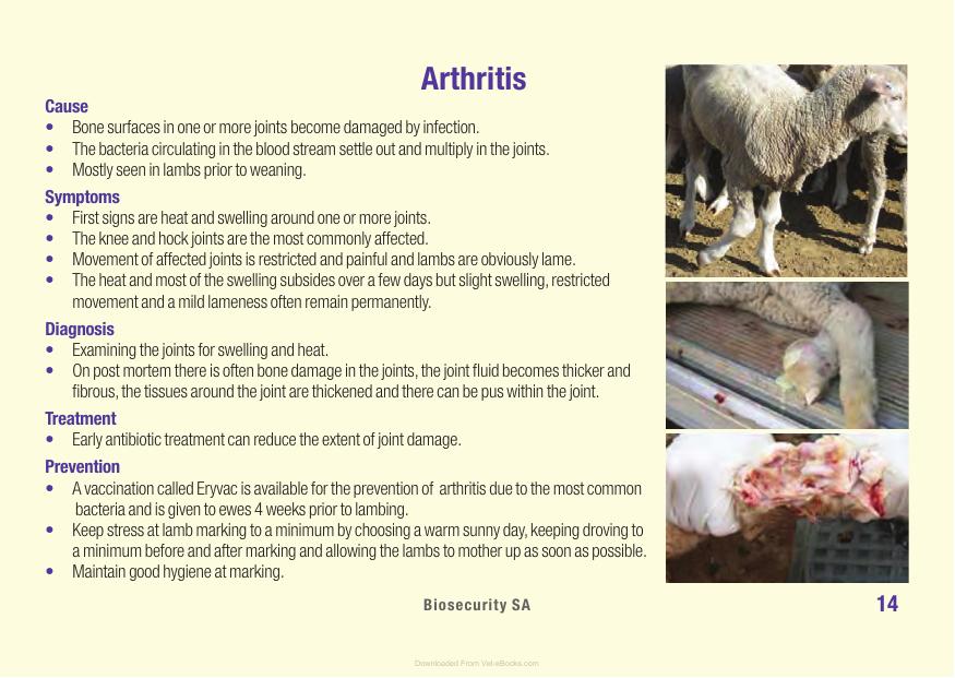 Sheep Diseases The Farmers Guide