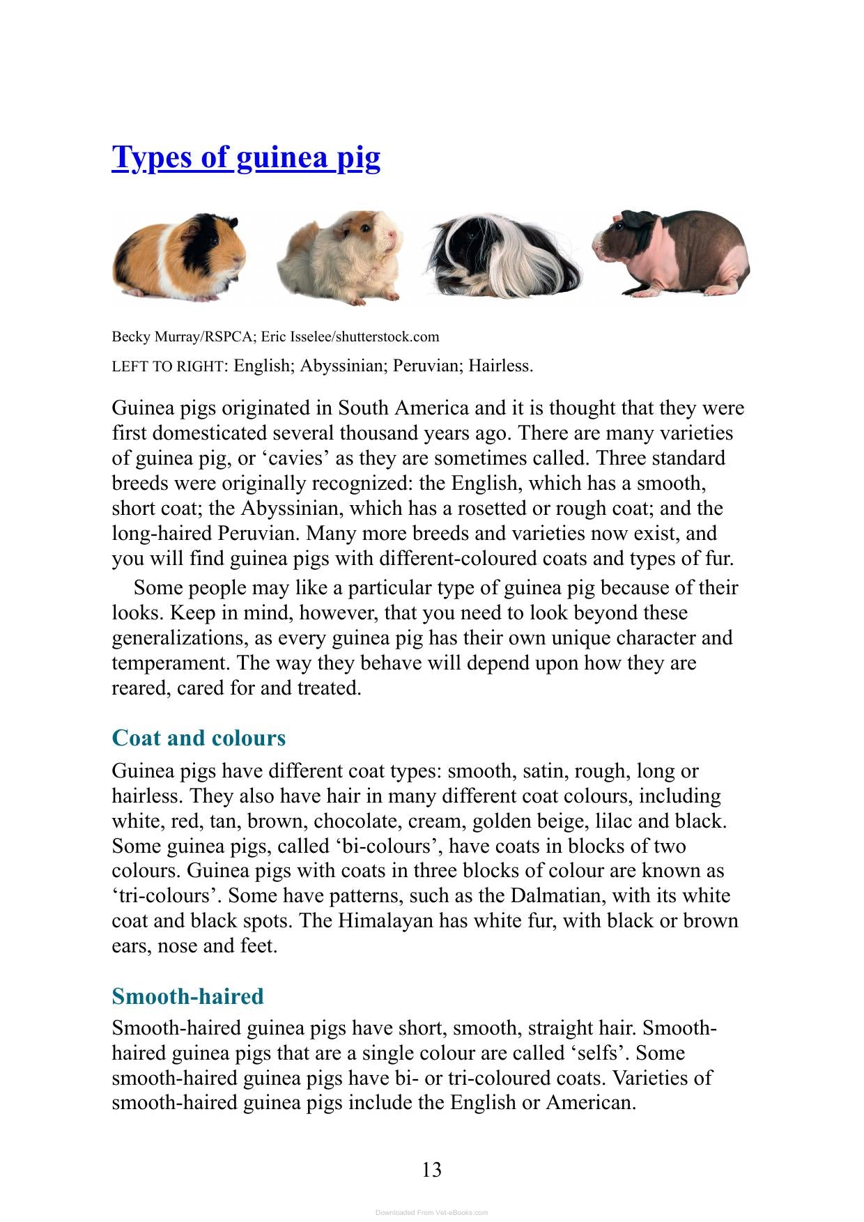 Care For Your Guinea Pigs