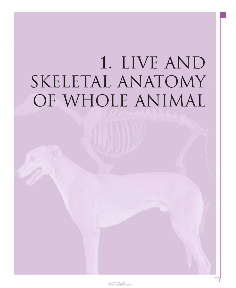 Preview page of Color Atlas of Veterinary Anatomy Volume 3 the Dog and Cat 2nd Edition