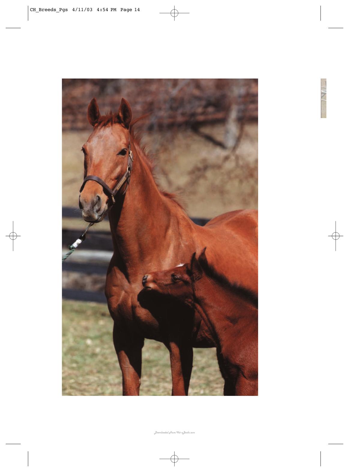 Horse Breeds Of The World