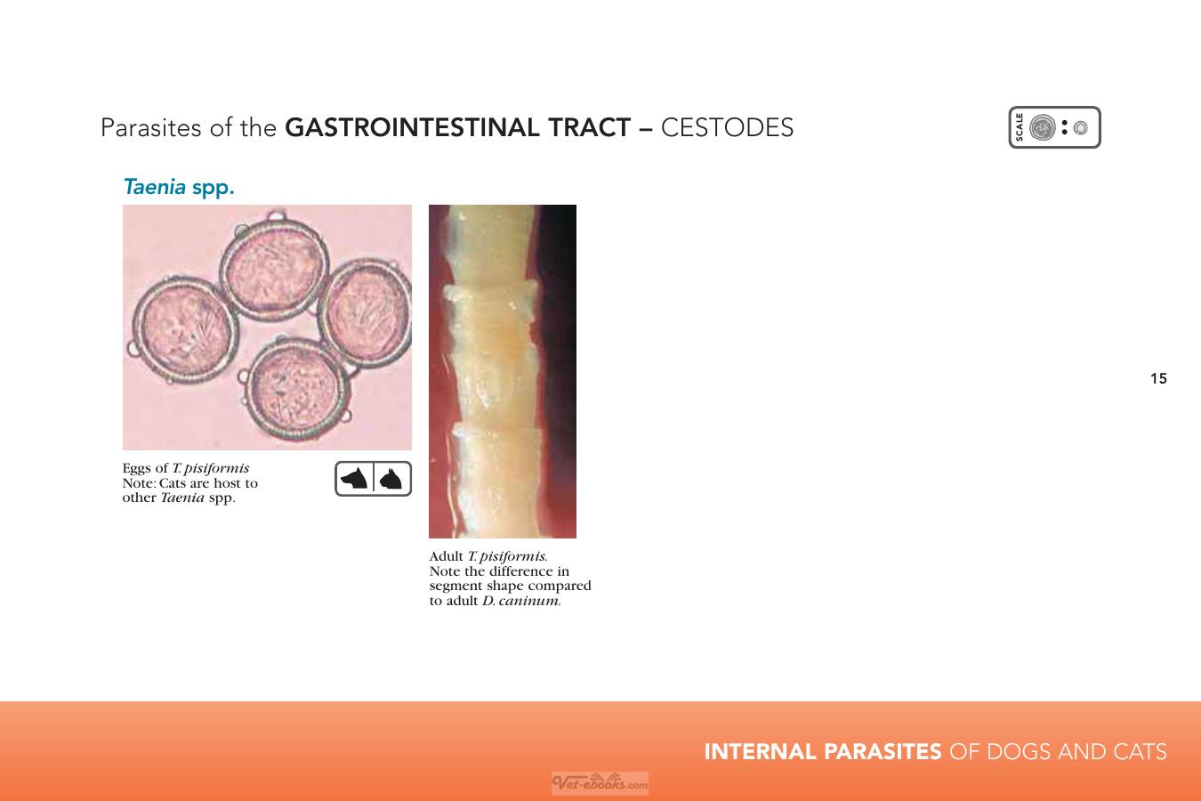 Internal Parasites Of Dogs And Cats Diagnostic Manual