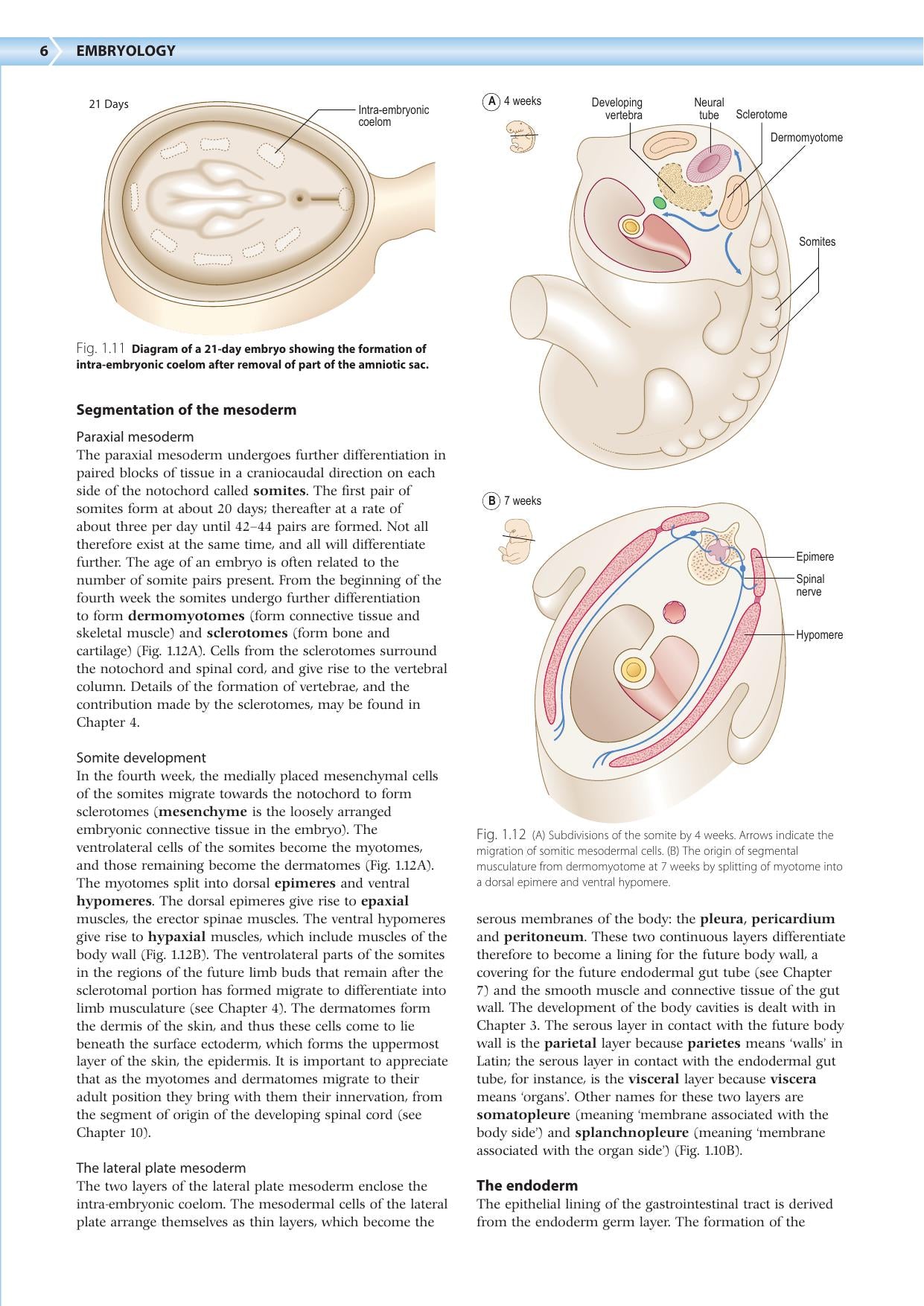 Embryology An Illustrated Colour Text 2Nd Edition