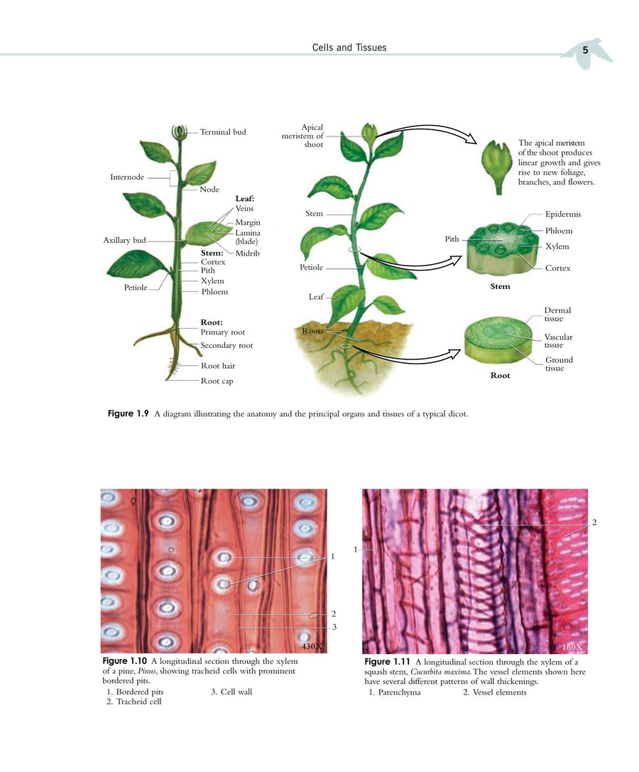Preview page of A Photographic Atlas for the Biology Laboratory 6th Edition
