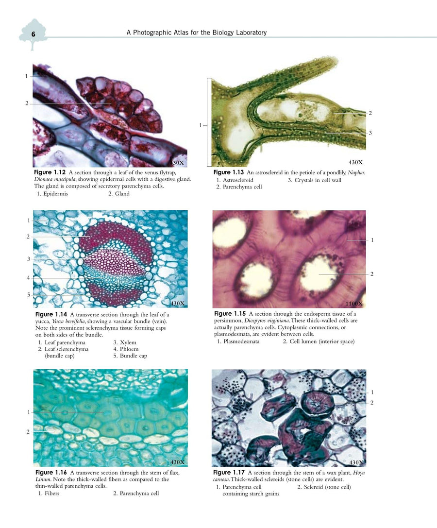 Preview page of A Photographic Atlas for the Biology Laboratory 6th Edition