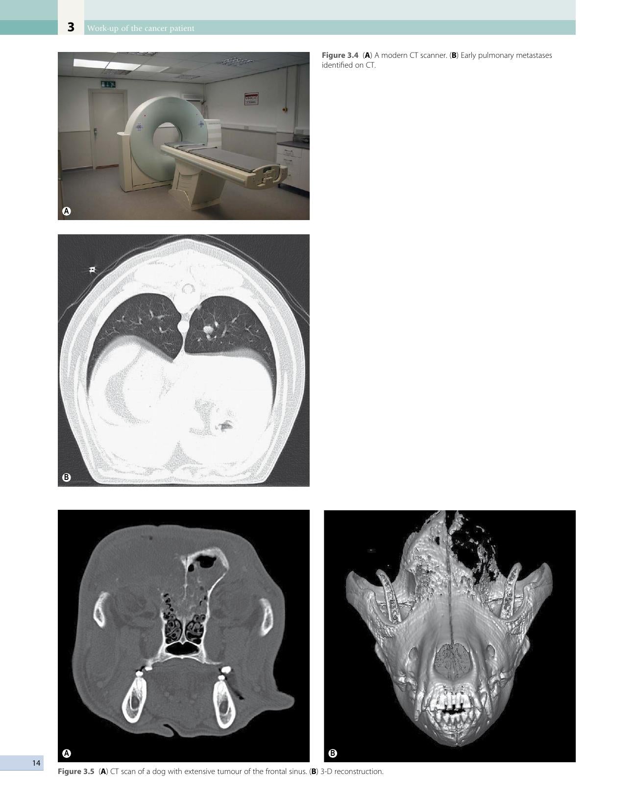 Small Animal Oncology
