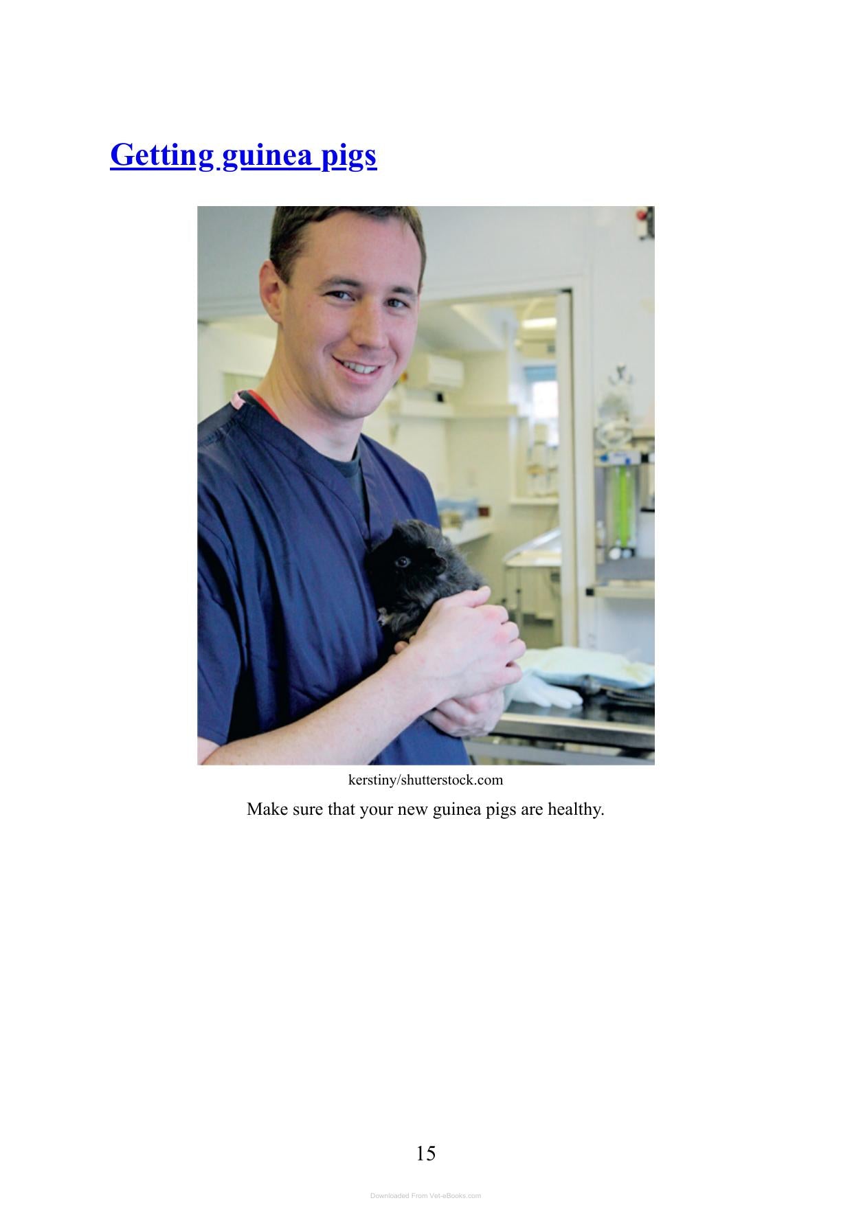 Care For Your Guinea Pigs
