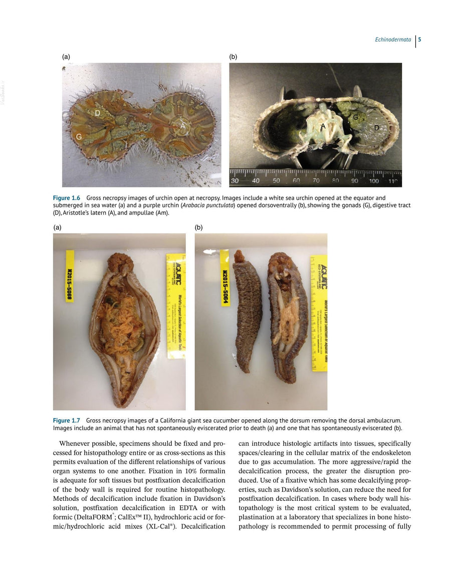 Preview page of Invertebrate Histology