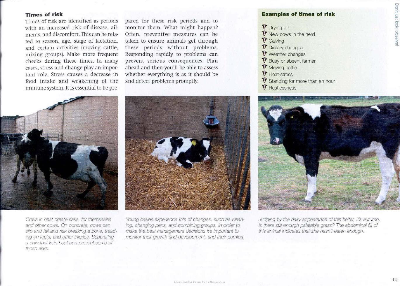 Cow Signals A Practical Guide For Dairy Farm Management
