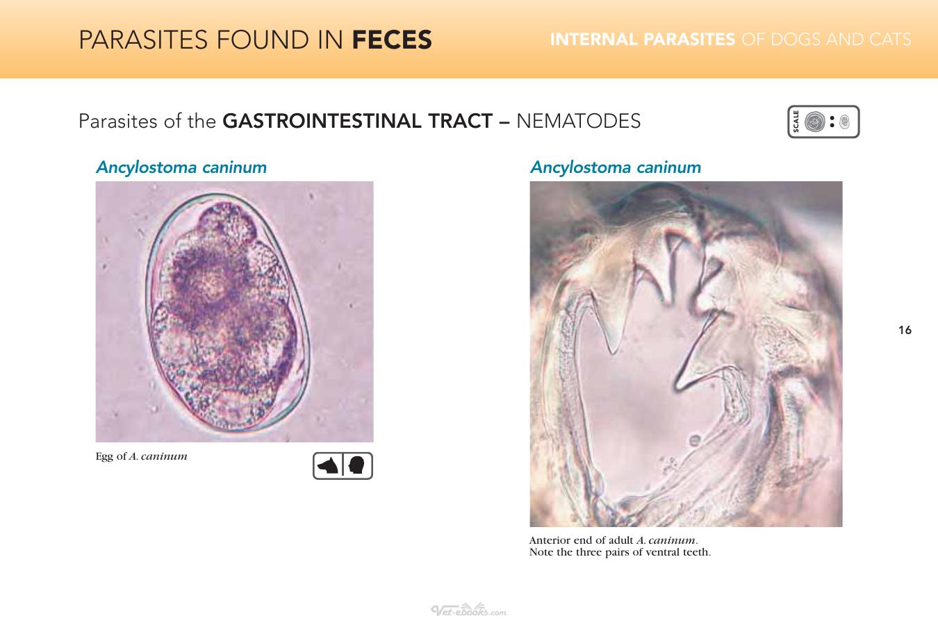 Internal Parasites Of Dogs And Cats Diagnostic Manual