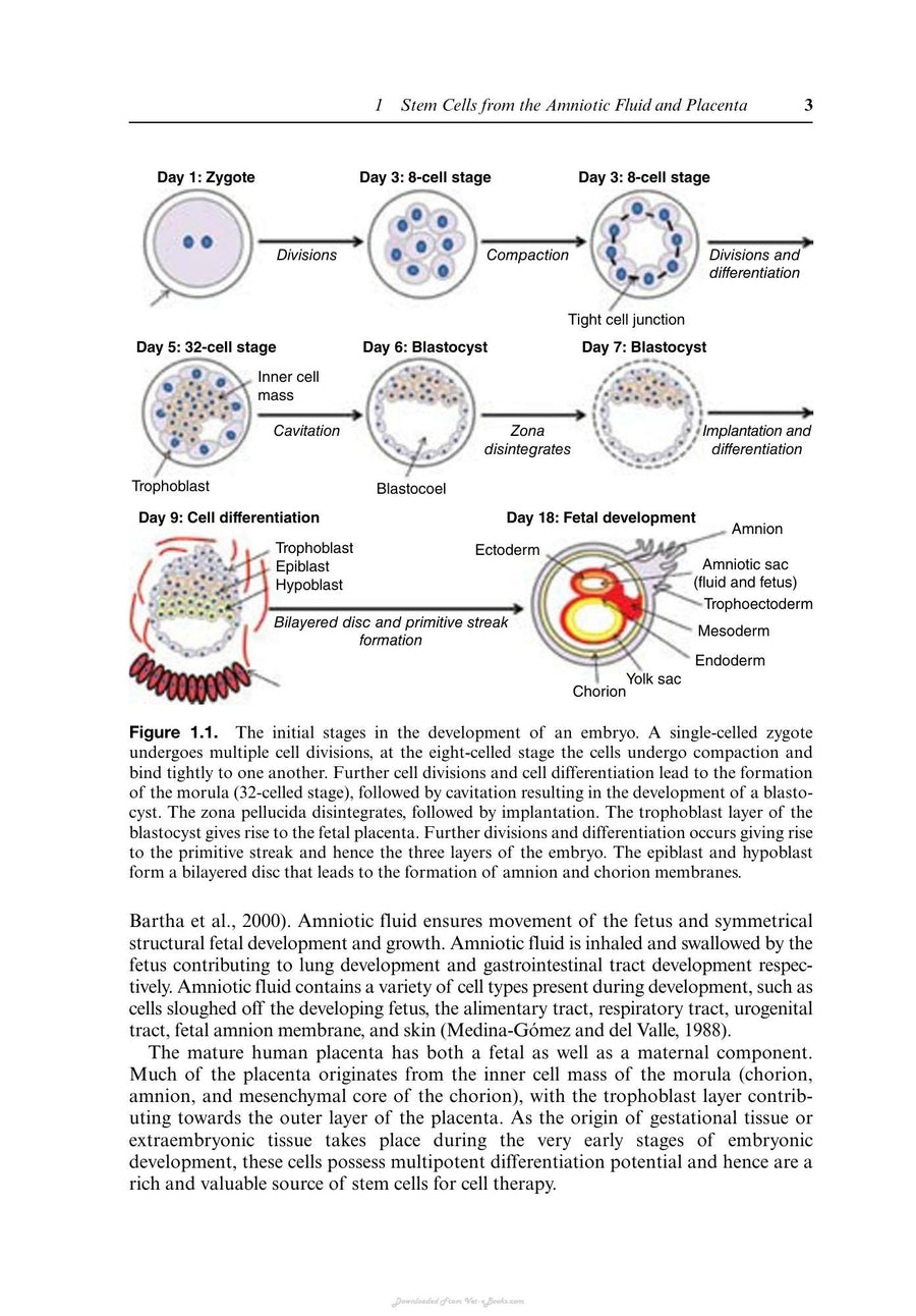 Preview page of Cell and Molecular Biology and Imaging of Stem Cells