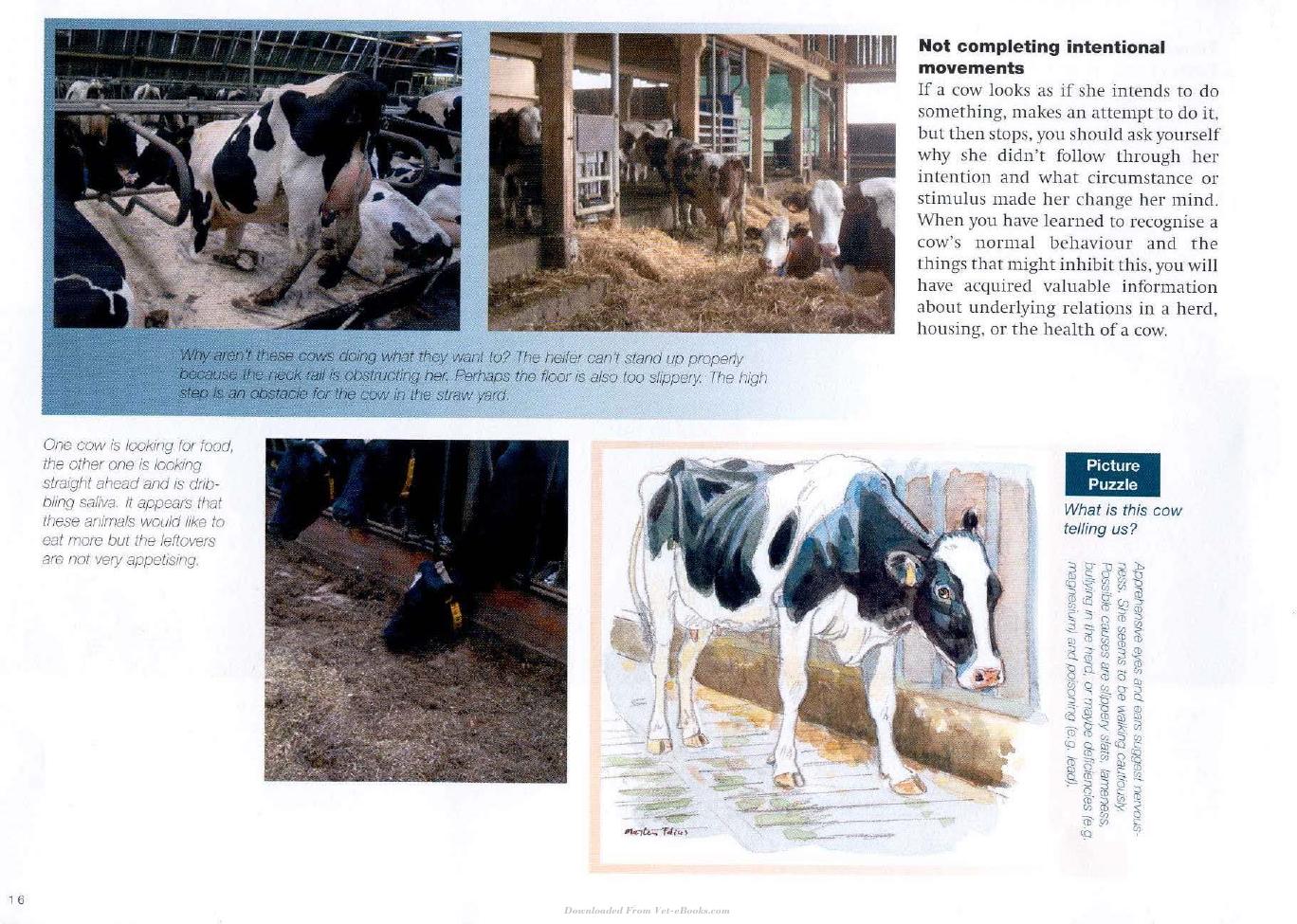 Cow Signals A Practical Guide For Dairy Farm Management