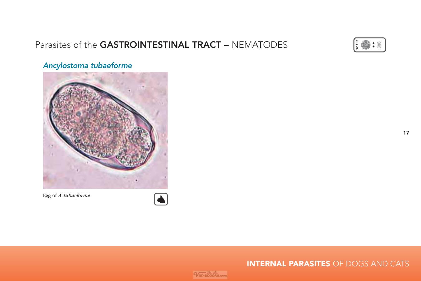Internal Parasites Of Dogs And Cats Diagnostic Manual