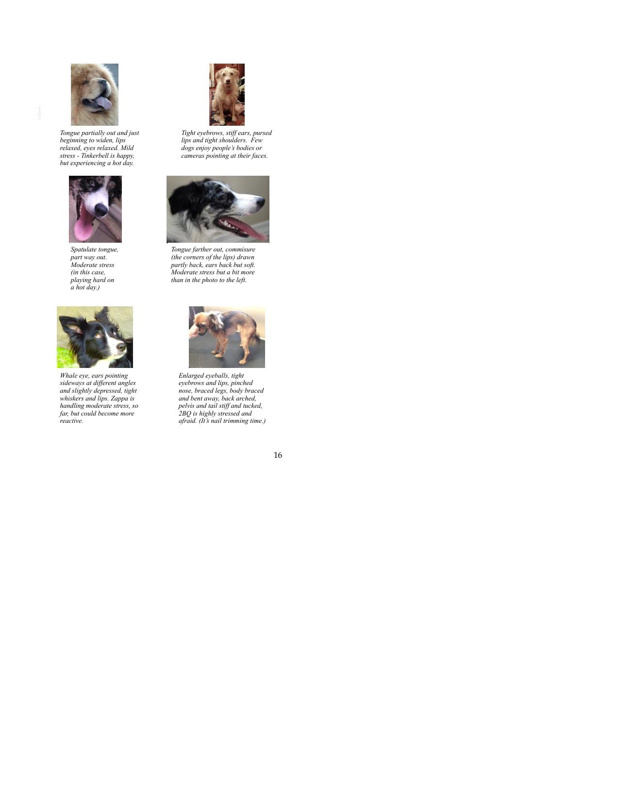 In Touch An Introduction To Canine Massage
