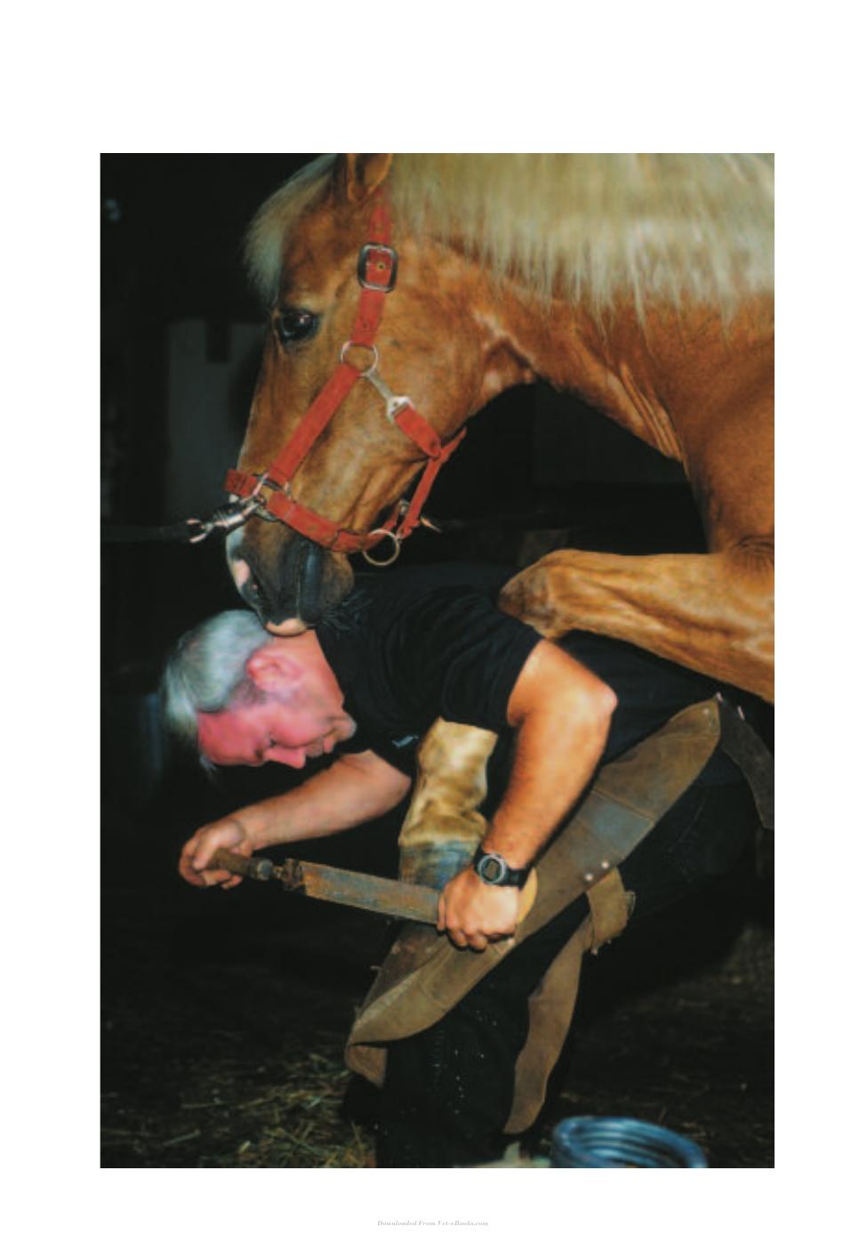 Horse Health And Care