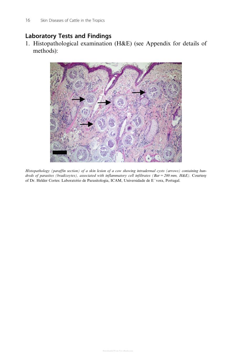 Skin Diseases Of Cattle In The Tropics A Guide To Diagnosis And Treatment