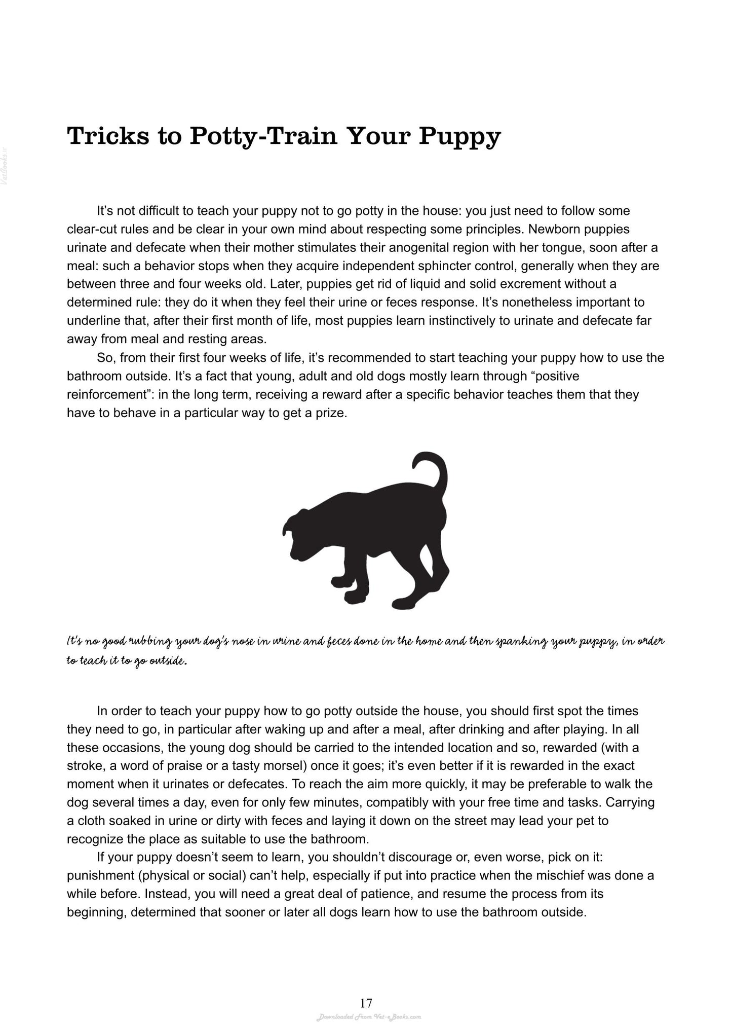 The Absolute Beginners Guide To Living With Your Dog