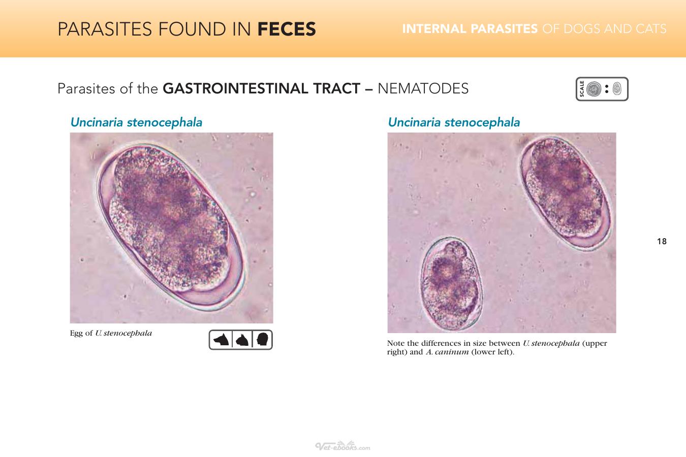 Internal Parasites Of Dogs And Cats Diagnostic Manual