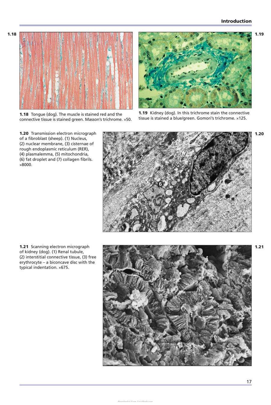 Preview page of Comparative Veterinary Histology with Clinical Correlates